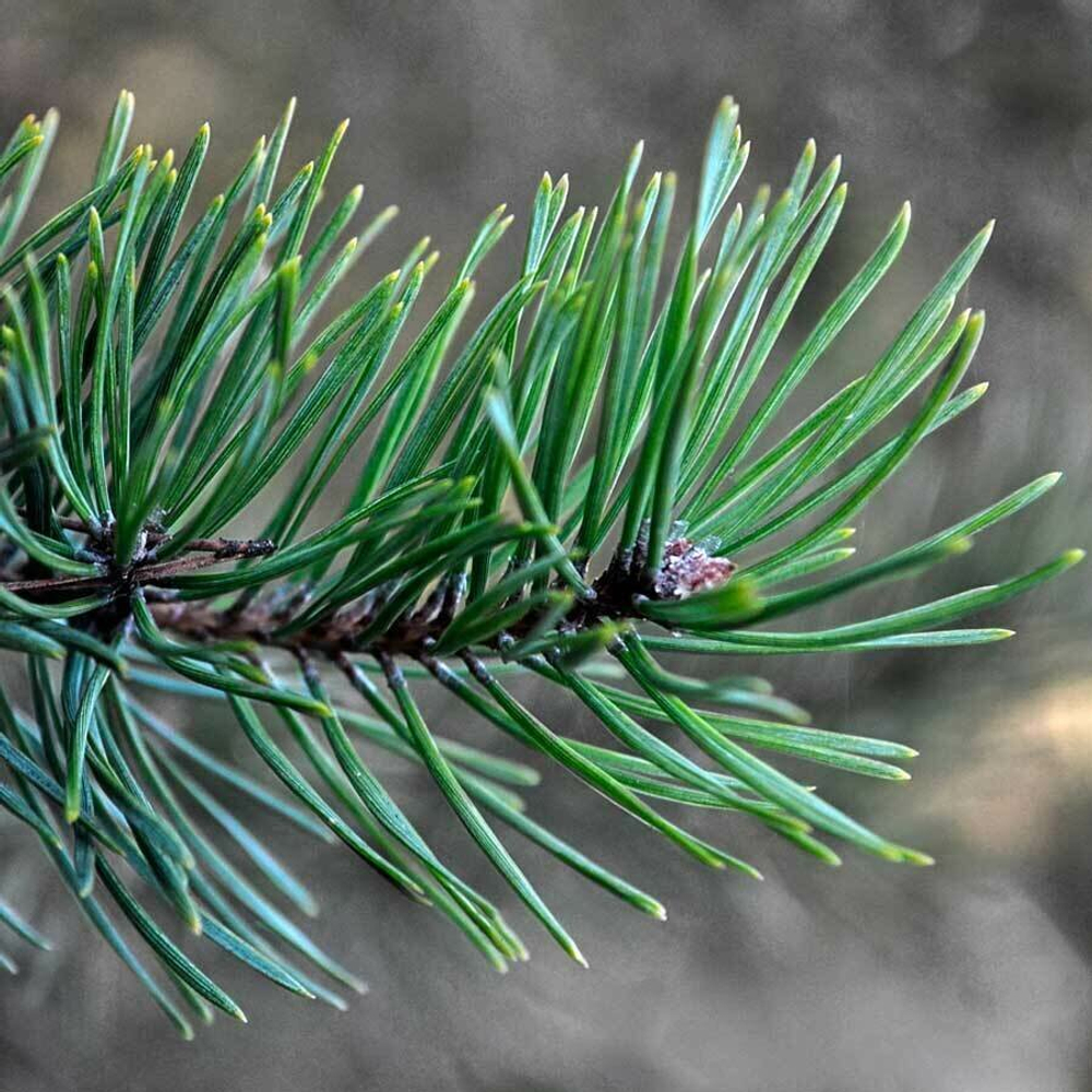 Сосновая хвоя 500 г