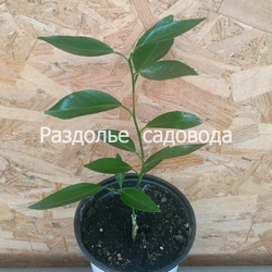 Клементин Амоа 8 