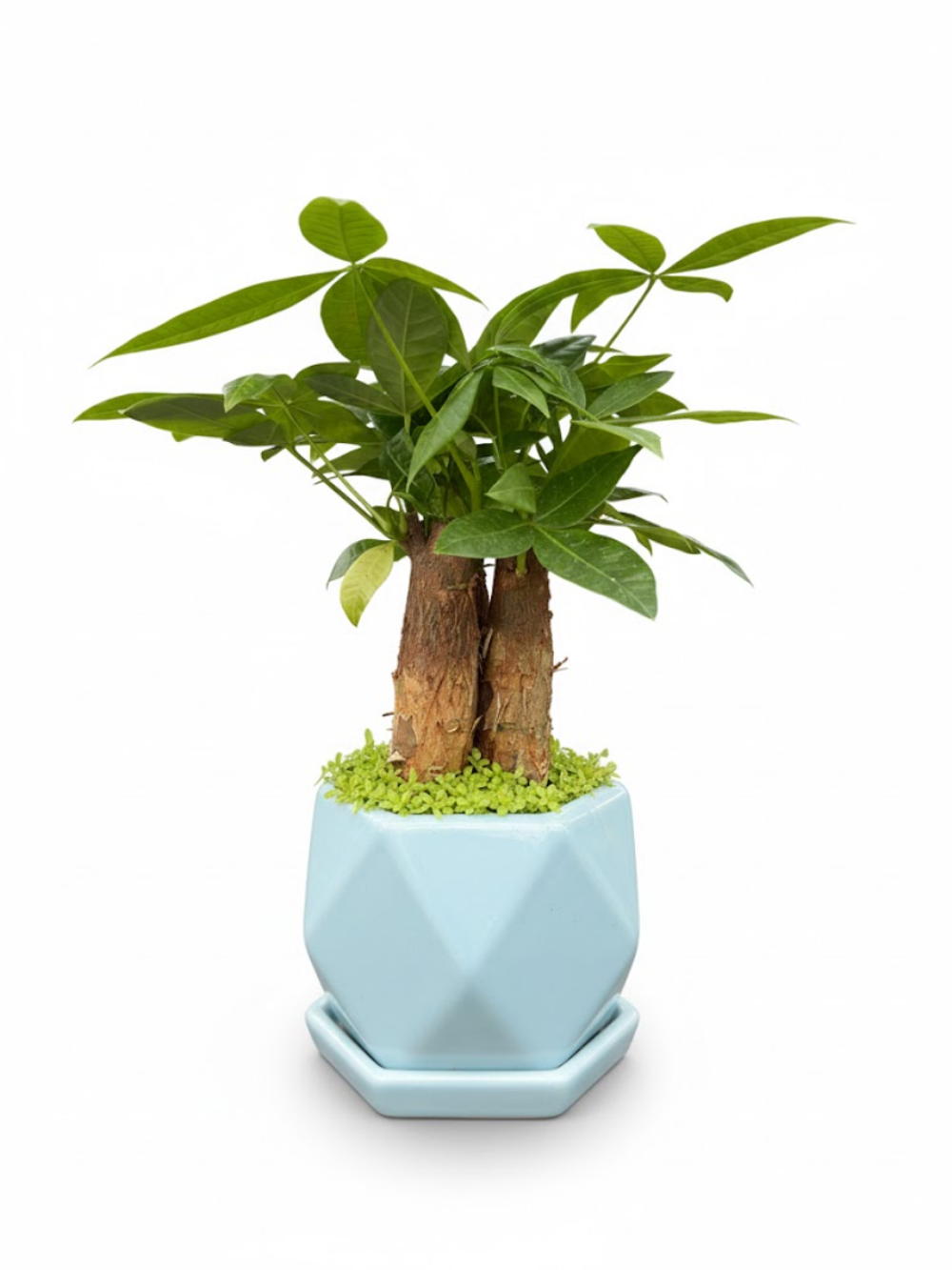 Пахира Little Forest Three-Branch ке