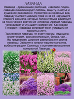 Лаванда Хидкот Блю синяя вечнозелёная многолетняя