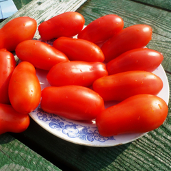 Помидоры Fingers of Naples - Дамские Пальчики из Неаполя