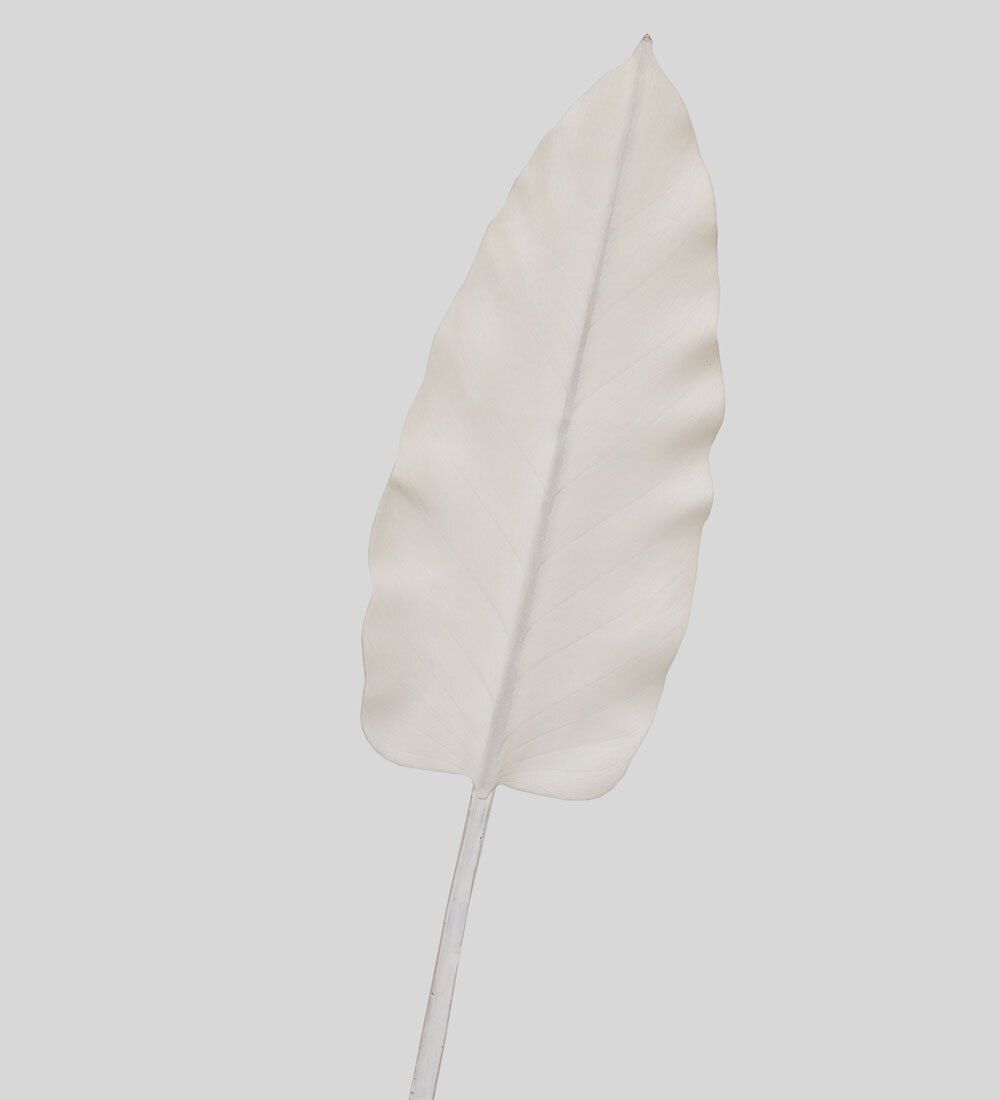 TR 578M Каладиум