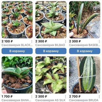 Предзаказ Сансевиерии Таиланд, поставка S15 июнь 2026