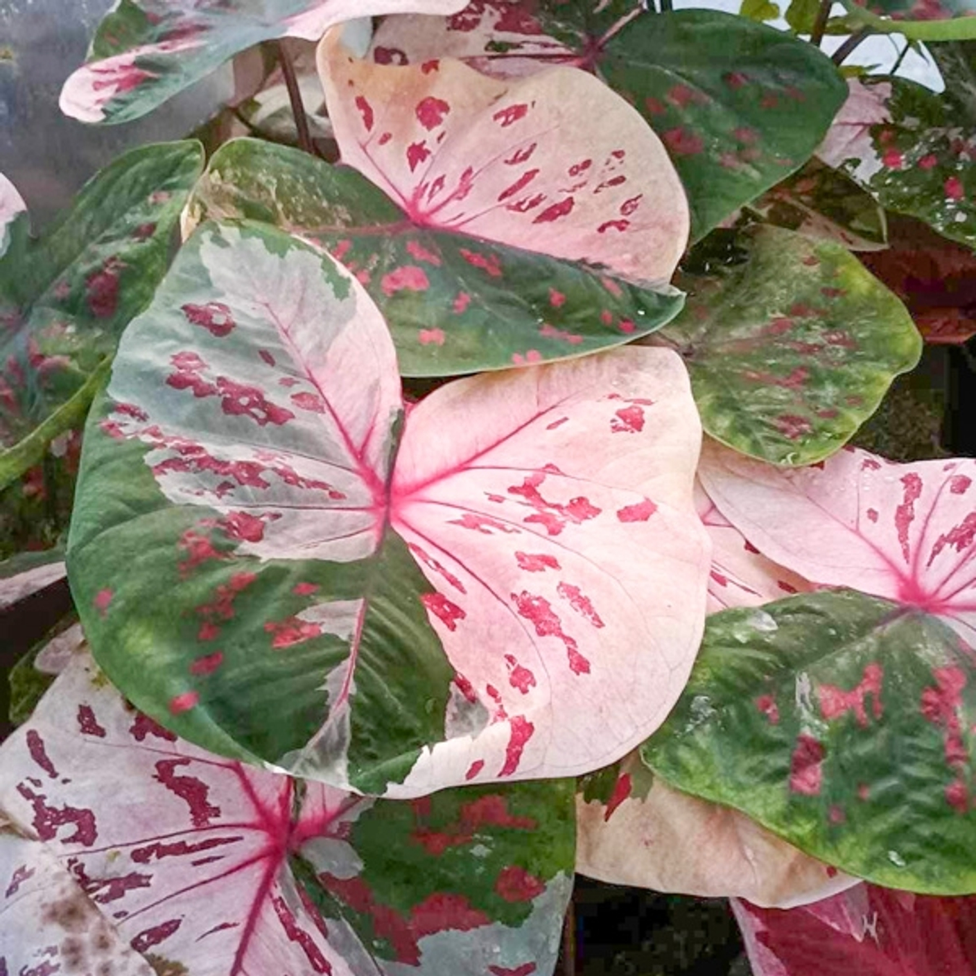 Cегодня пройдемся по каладиумам