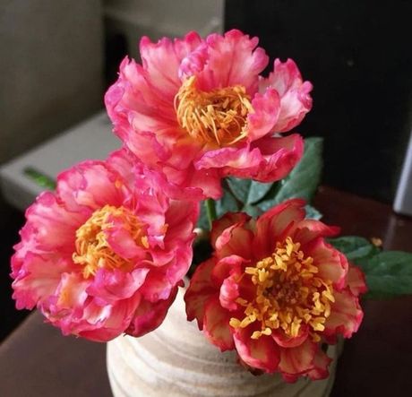 Лигар- 230 (Ligare- 230)