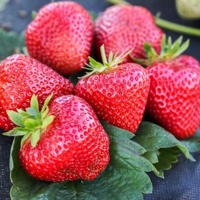 Саженцы клубники