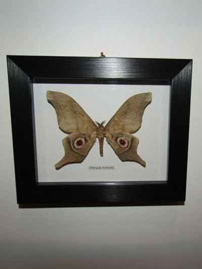 Бабочка Imbrasia truncata в рамке