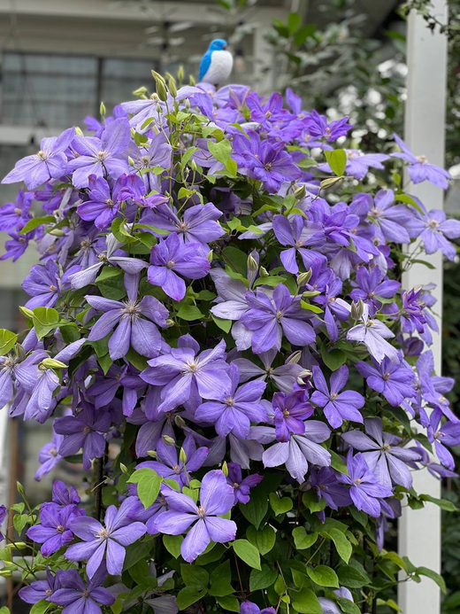 Клематис гибридный Миссис Чолмондели Закупка М33 апрель 2026