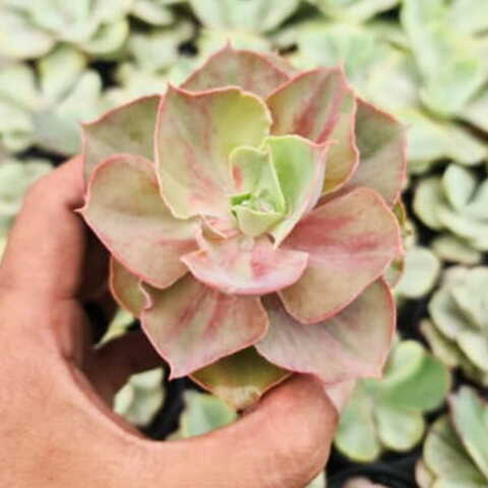 Эхеверия ROSE RAINBOW