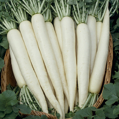 ЭПРИЛ КРОС F1 семена дайкона ( Takii / ALEXAGRO )
