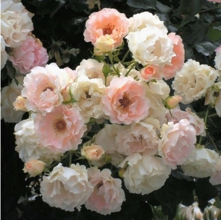 Рококо (Rokoko)