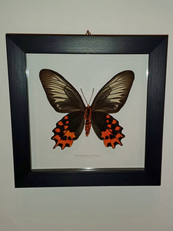 Бабочка Atrophaneura semperi самка в рамке