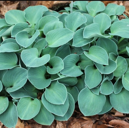Хоста "Blue Mouse Ears". Hosta "Blue Mouse Ears".