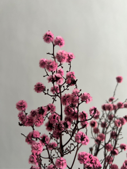 Стилингия розовая