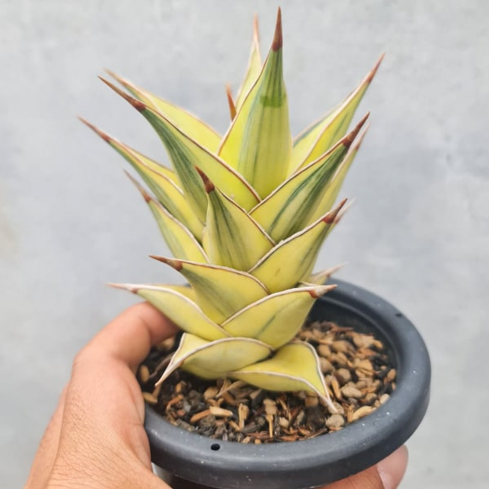 Сансевиерия PINGUICULA YELLOW/AUREA s.L