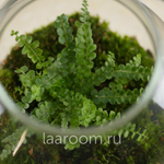 Флорариум эко-система Du-Bubble Папоротни