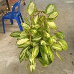 Хойя INCRASSATA VAR INSIDE