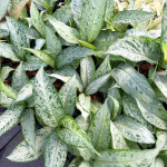 Диффенбахия ABU HASSAN