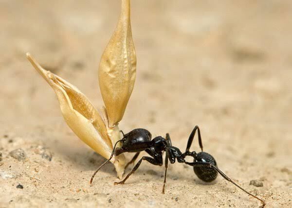 Как часто нужно кормить муравьев в муравьиной ферме?