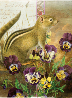 Коллекция Животные