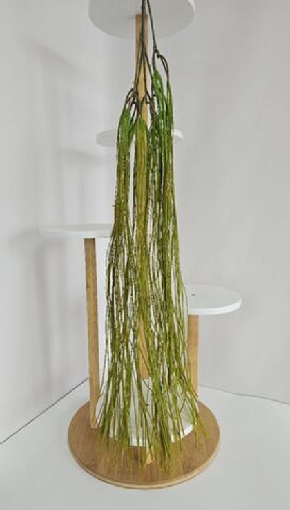 Рипсалис нитевидный / Арт 4421