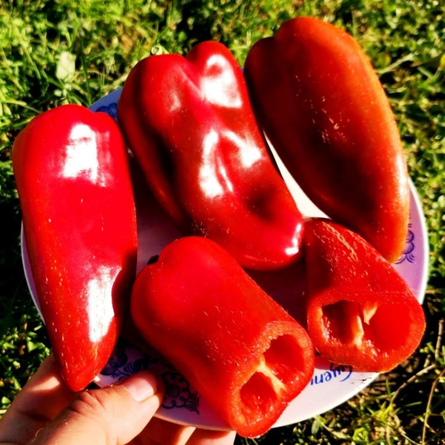 Болгарский Сладкий Перец - Софийская Капия