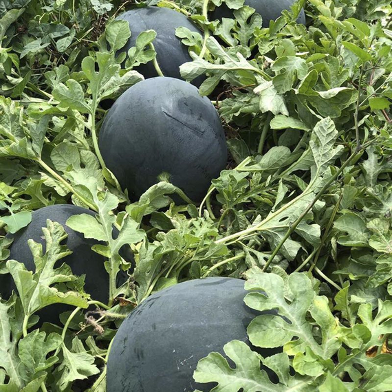 Лориан F1 семена арбуза в поле – фото 2