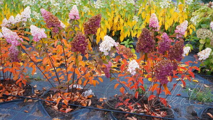 Гортензия метельчатая Magical Sweet Summer