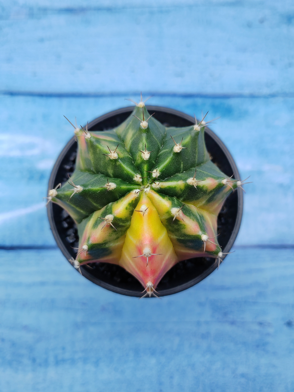 Gymnocalycium Variegata (Гимнокалициум Вариегатный)