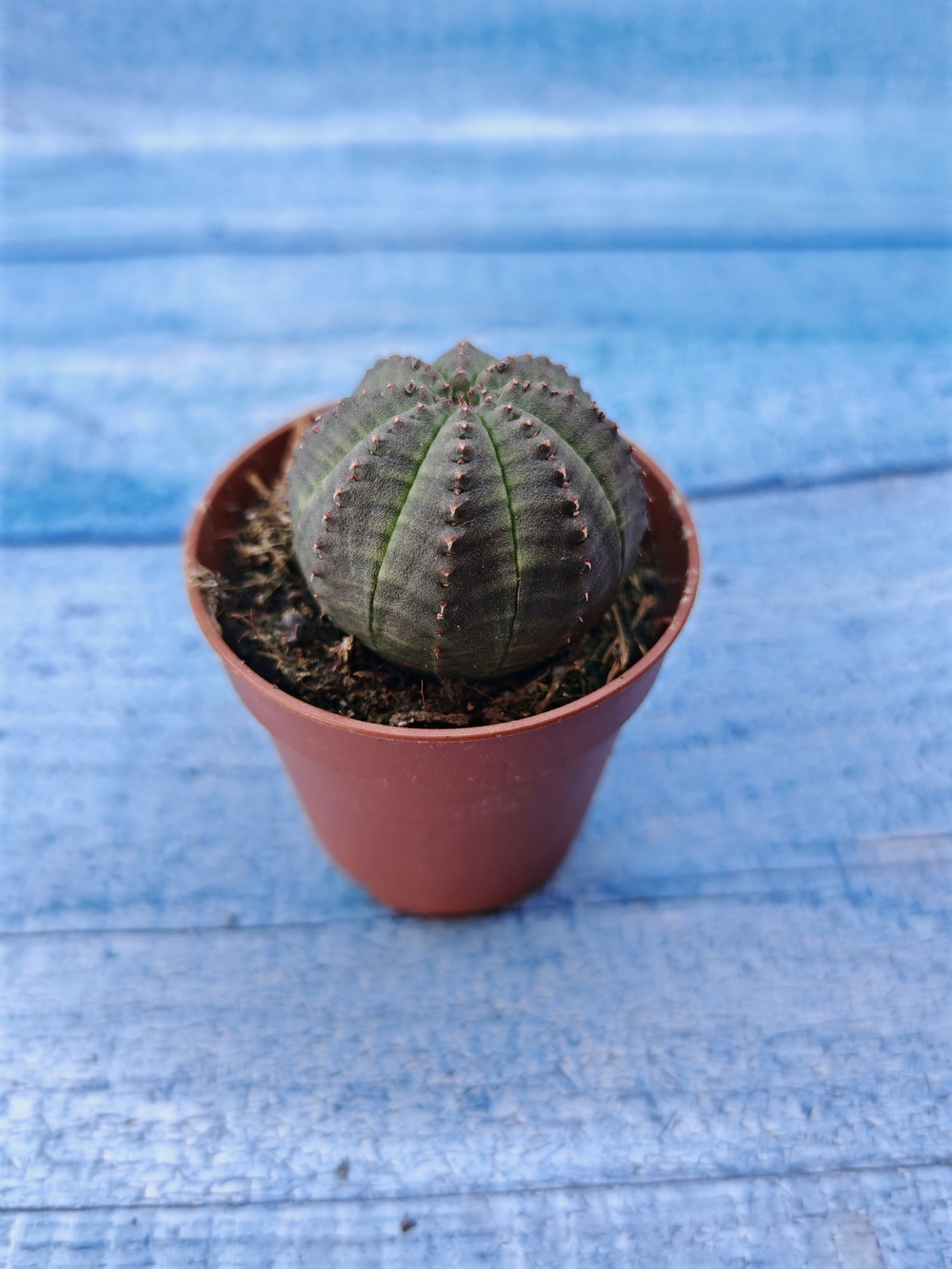 Euphorbia Obesa (Эуфорбия)