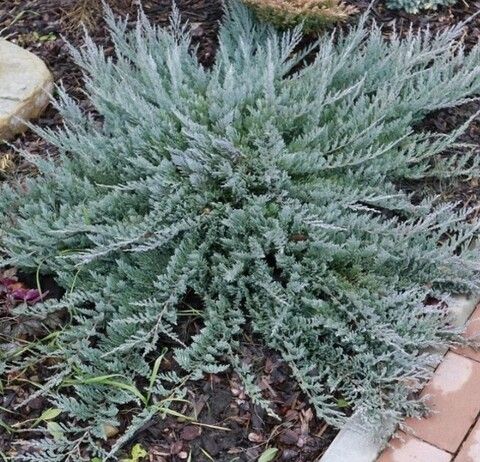 Можжевельник горизонтальный Блю чип