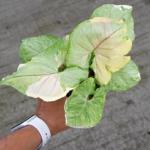 Сингониум ORM THONG VAR