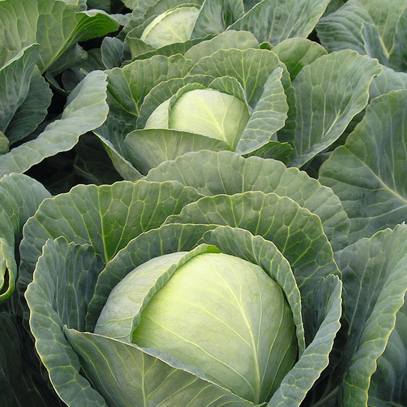 Томас F1 семена капусты белокочанной (Bejo / Бейо) урожай – фото 2