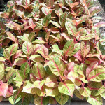 Аглаонема JULIE