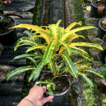 Кротон JAN PHEN