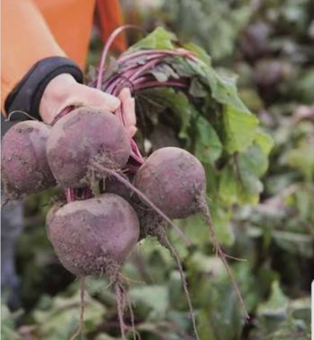 Свекла столовая Водан F1 - Wodan F1 50000 семян