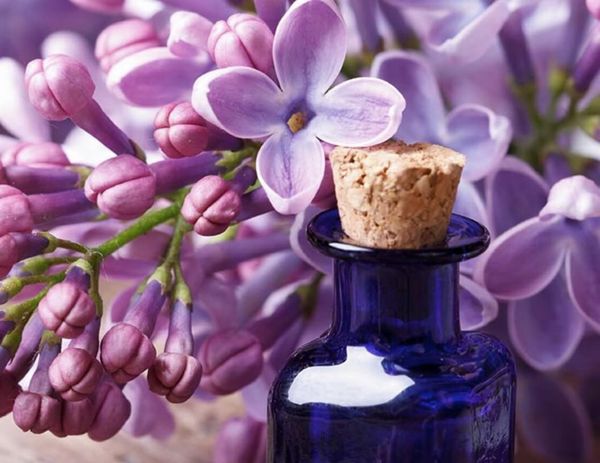 Лекарство из лилии…или сирени – история лечения диабета 2 типа