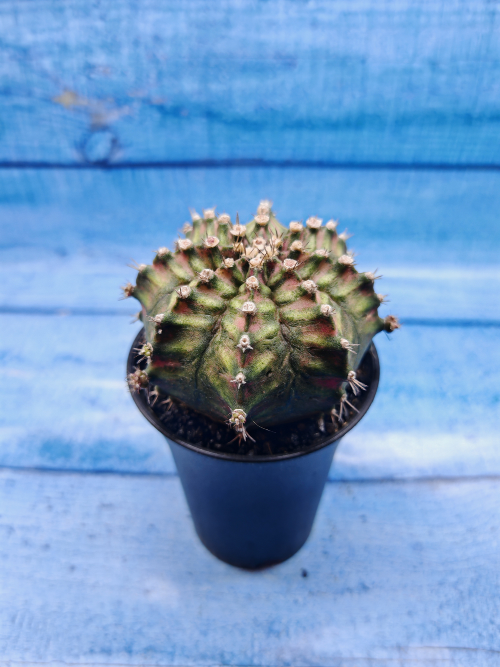 Gymnocalycium T-Rex Pink hybride (Гимнокалициум T-rex)