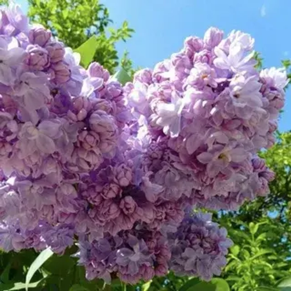 Сирень "Русская песня"