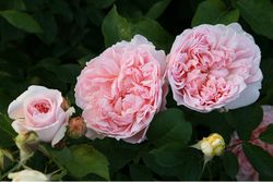 Сейнт Суитун (St Swithun)