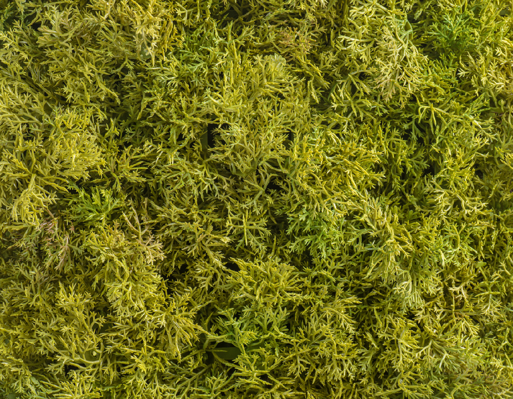 Мох Ягель коврик светло-зелёный микс 25х50 см (пластик) 20/20 20.072028LG-M