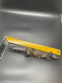 Обсидиановый нож с рукоятью копыта вепря 36 см