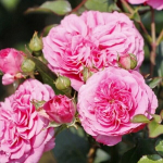 Роза флорибунда "Baronesse"