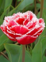 Тюльпан Махрово-бахромчатый Брест