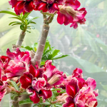 Адениум WIANG PING