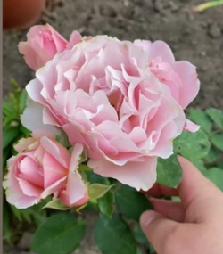 Роза DAPHNE (KIMLAUREL) (Дафни)