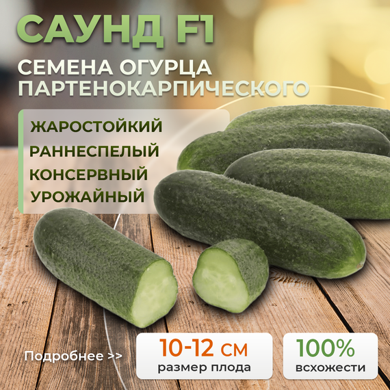 САУНД F1 семена огурца (Rijk Zwaan | Alexagro) – фото 1