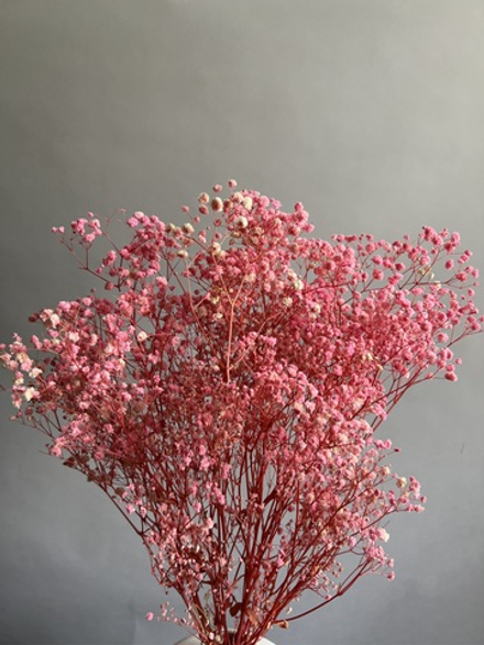 Гипсофила стабилизированная розовая