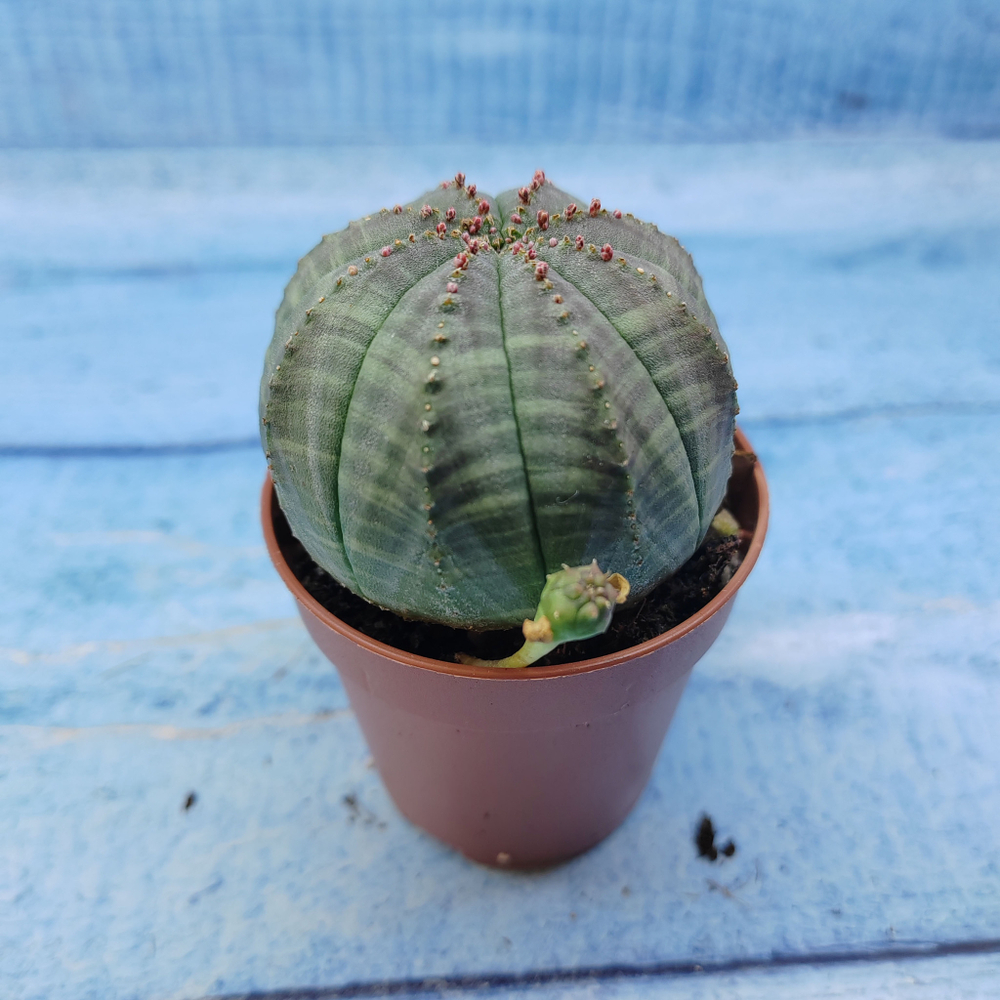 Euphorbia Obesa (Эуфорбия)
