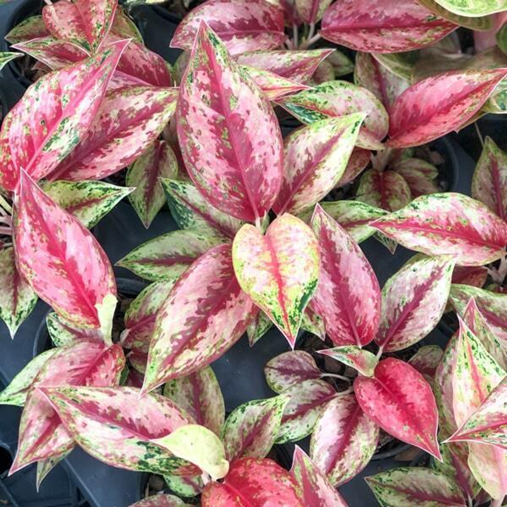 Аглаонема NEW KARAT